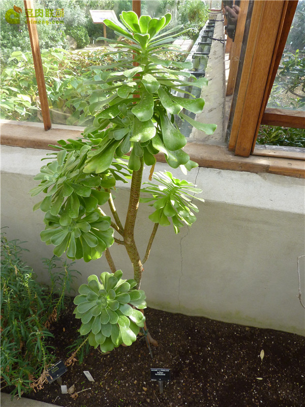 瑾悬山 Aeonium korneliuslemsii