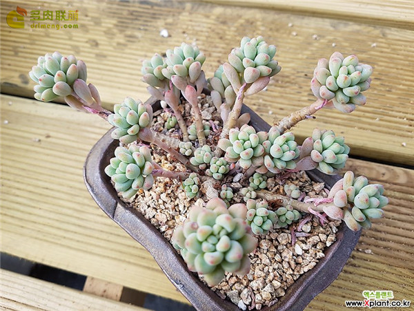 绿豆 Echeveria amoena Microcalyx