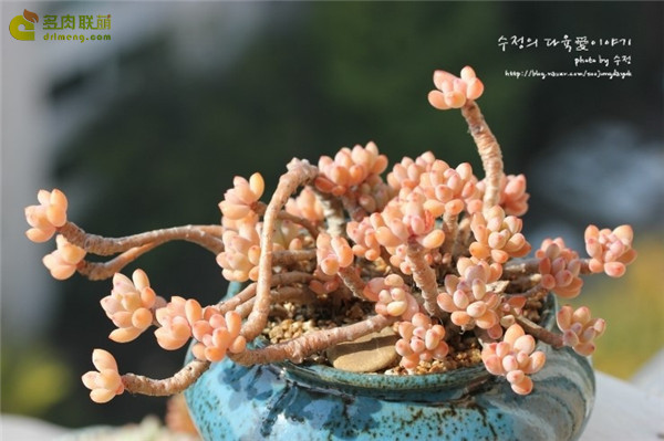 绿豆 Echeveria amoena Microcalyx