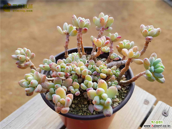 绿豆 Echeveria amoena Microcalyx