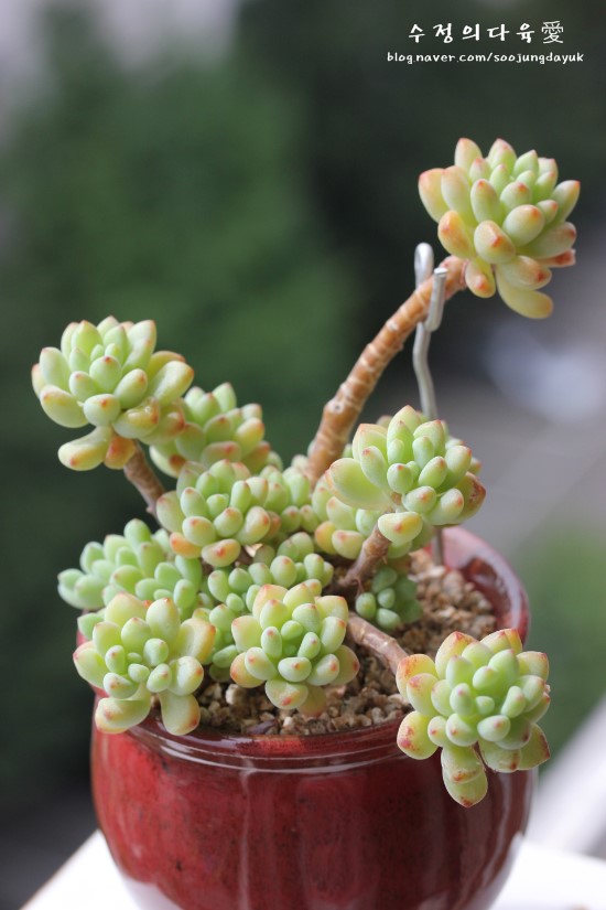 绿豆 Echeveria amoena Microcalyx