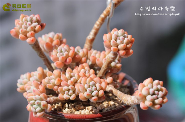 绿豆 Echeveria amoena Microcalyx