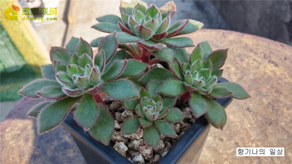 墨西哥大爆竹 Echeveria Giant Mexican Firecracker