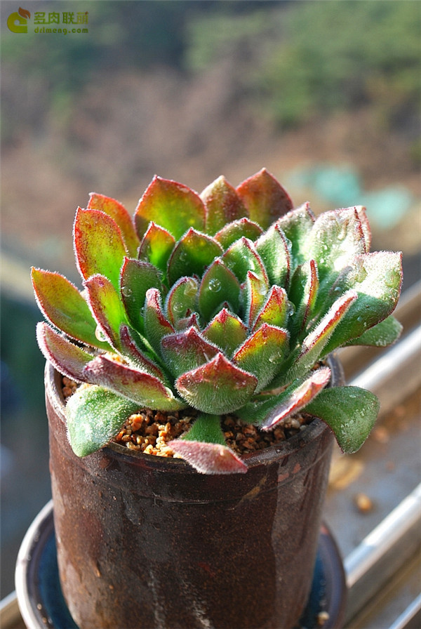 墨西哥大爆竹 Echeveria Giant Mexican Firecracker