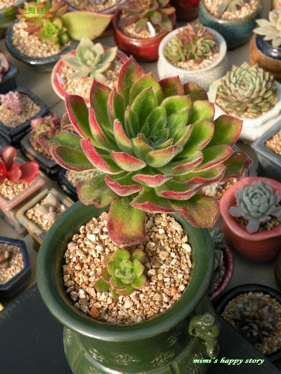 墨西哥大爆竹 Echeveria Giant Mexican Firecracker