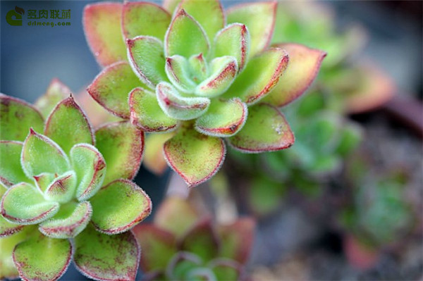 墨西哥大爆竹 Echeveria Giant Mexican Firecracker