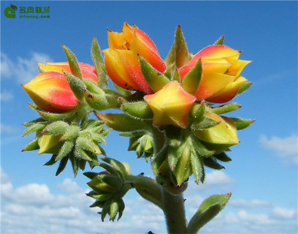 墨西哥大爆竹 Echeveria Giant Mexican Firecracker