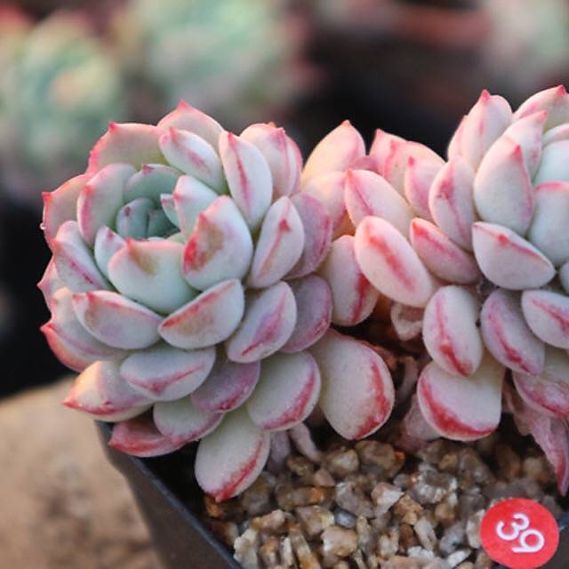 荣耀、伊蔻拿铁 Echeveria Ecolatte