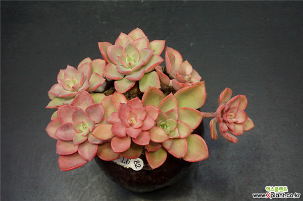 高贵 Echeveria Noble