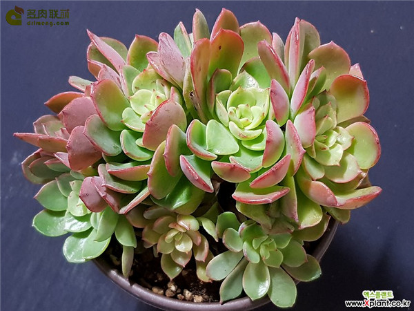 高贵 Echeveria Noble