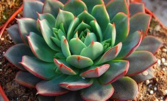 帕瓦 Echeveria ‘Parva’