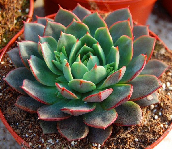 帕瓦 Echeveria Parva