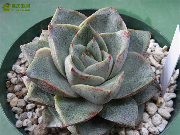 青大和 Echeveria Aoyamato