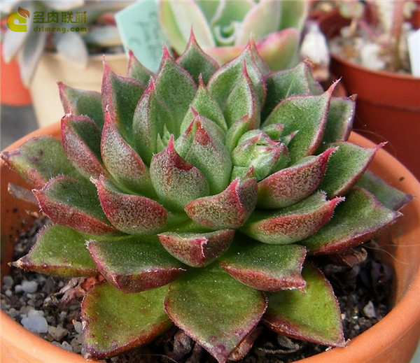 Echeveria setorum Victor