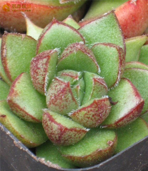 Echeveria setorum Victor