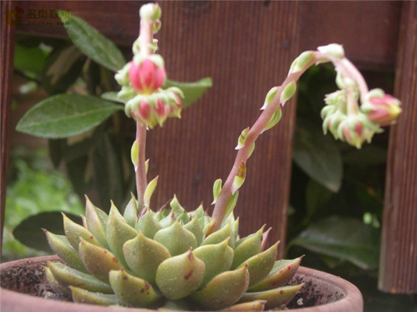 Echeveria setorum Victor