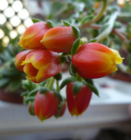 Echeveria setorum Victor