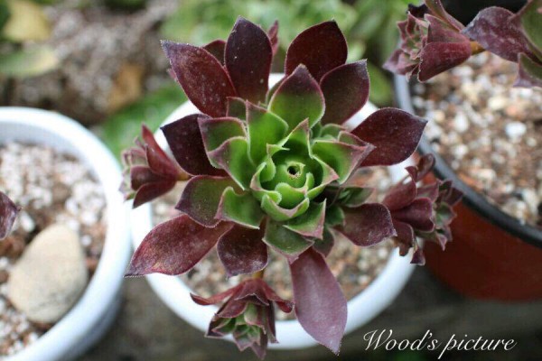 火焰凤凰法师 Aeonium Phoenix Flame