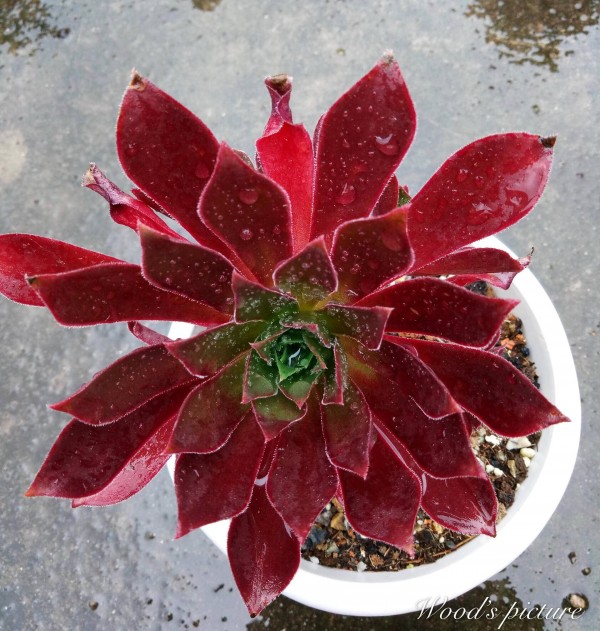 火焰凤凰法师 Aeonium Phoenix Flame