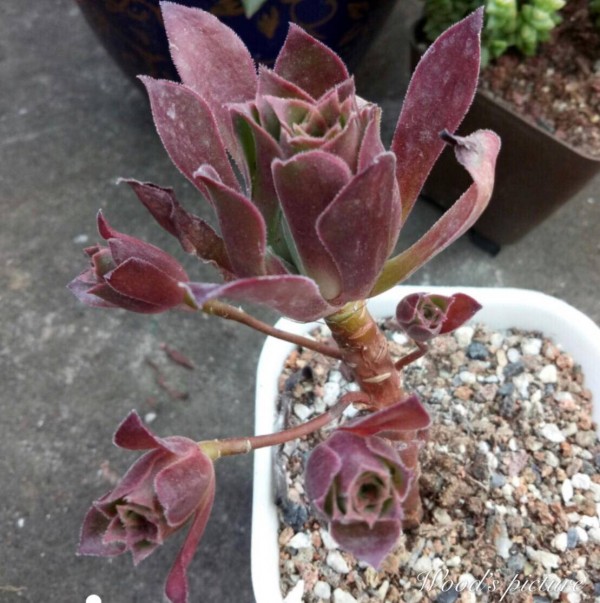 火焰凤凰法师 Aeonium Phoenix Flame