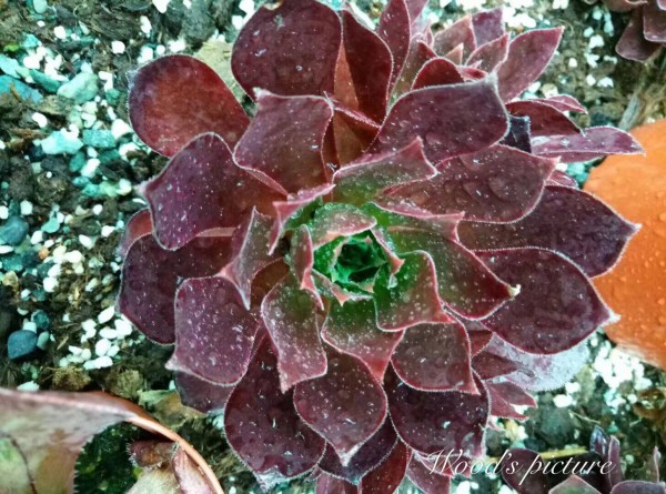 火焰凤凰法师 Aeonium Phoenix Flame