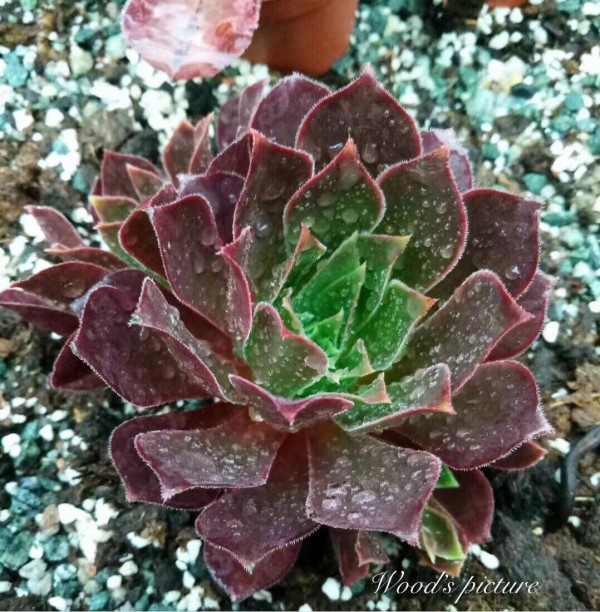 火焰凤凰法师 Aeonium Phoenix Flame