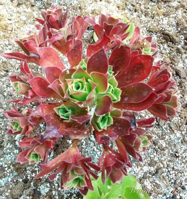 火焰凤凰法师 Aeonium Phoenix Flame