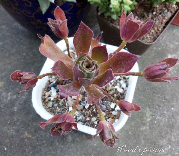 火焰凤凰法师 Aeonium Phoenix Flame