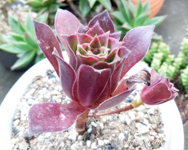 火焰凤凰法师 Aeonium Phoenix Flame