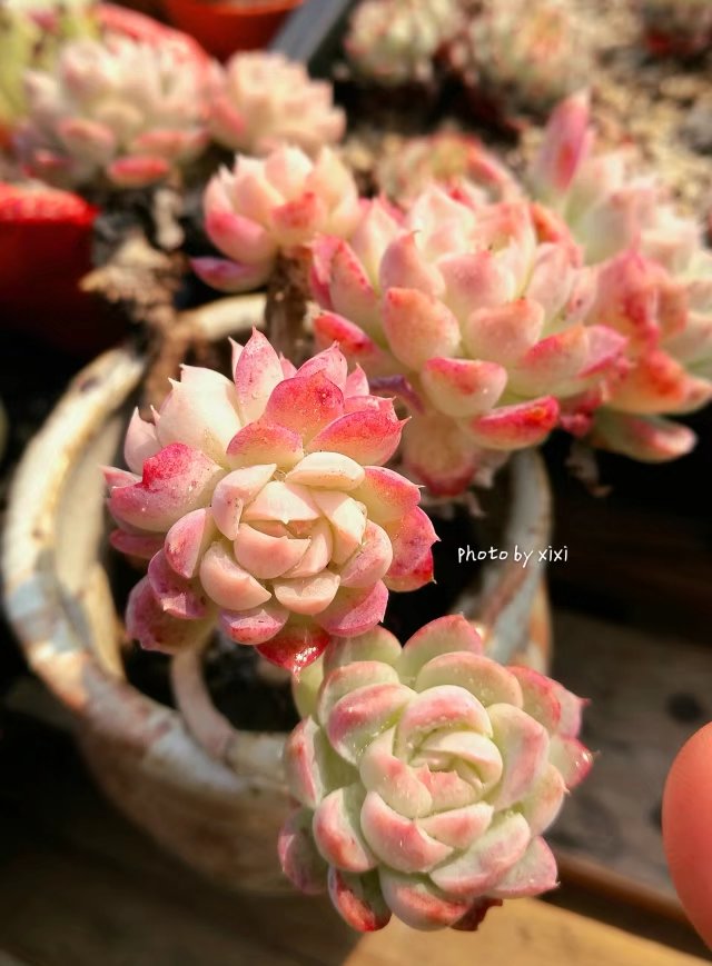 江浙沪养好的多肉植物