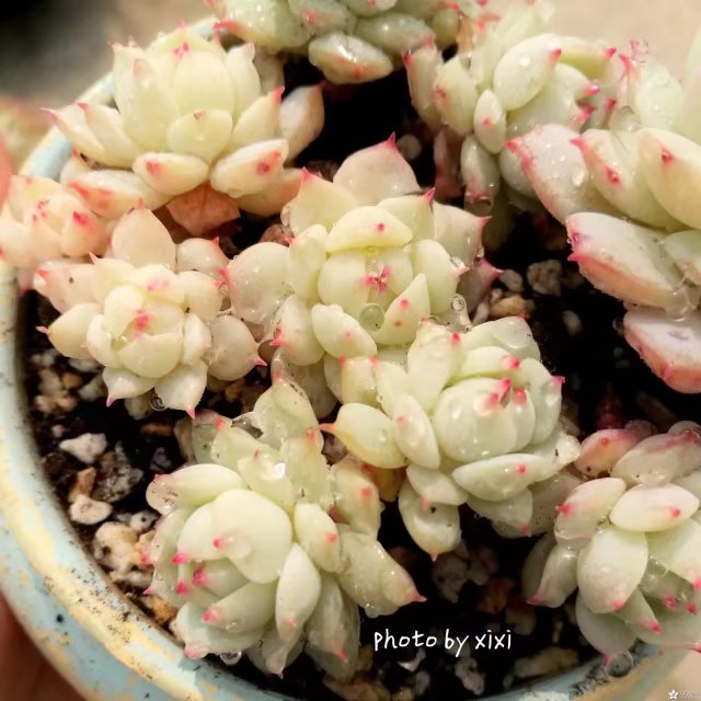 江浙沪养好的多肉植物