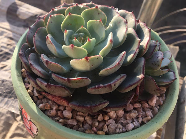 小学生种植多肉的成长变化