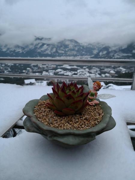 上海雪后的多肉