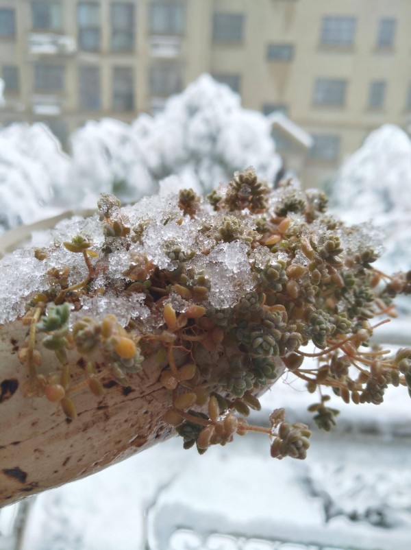 小寒，冰雪中的多肉