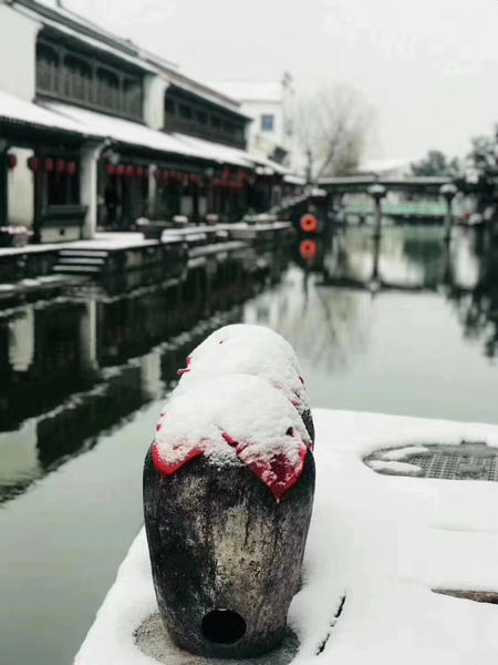 雪中摆拍的多肉