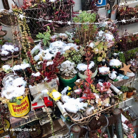 日本院子里种的多肉植物