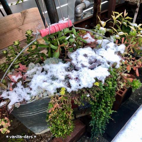 日本院子里种的多肉植物