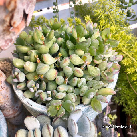 日本院子里种的多肉植物