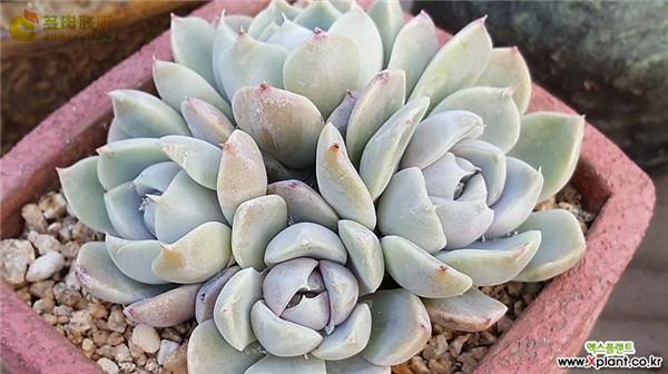 雪兔 Echeveria 'snow bunny'