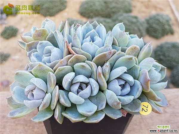 雪兔 Echeveria 'snow bunny'