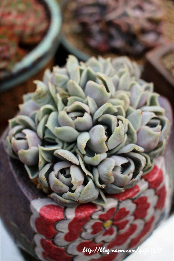 雪兔echeveria Snow Bunny 多肉联萌