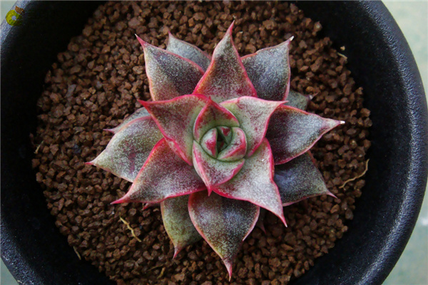 大合樱 Echeveria yamatozakura