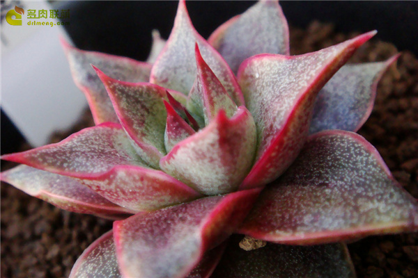 大合樱 Echeveria yamatozakura