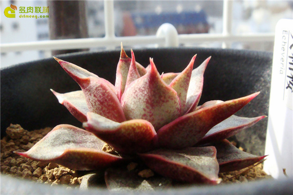 大合樱 Echeveria yamatozakura