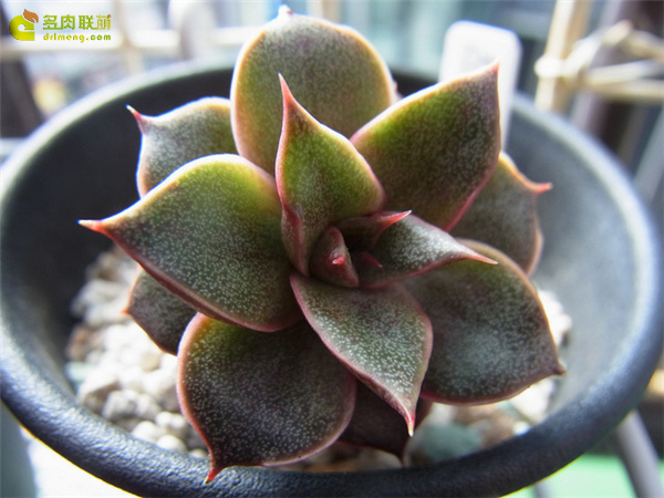 大合樱 Echeveria yamatozakura