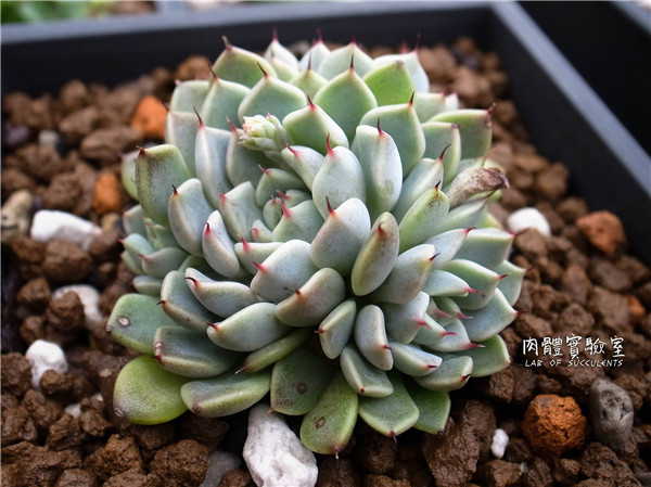 岩爪之精 Echeveria Stone Elf