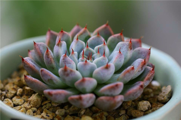 岩爪之精 Echeveria Stone Elf