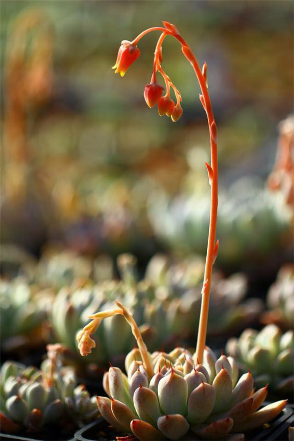 岩爪之精 Echeveria Stone Elf