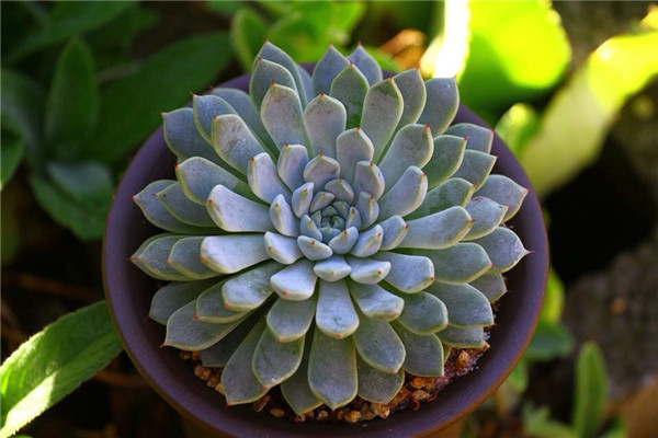 岩爪之精 Echeveria Stone Elf