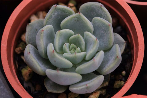 岩爪之精 Echeveria Stone Elf